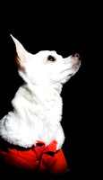 Foster