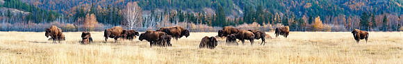 Panorama. a herd of bison in the nursery Ust-Buotama in Lena Pillars Natural Park, Yakutia, Russia